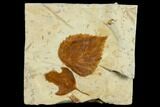 Two Fossil Leaves (Celtis And Davidia) With Insect Damage - Montana #113226-1